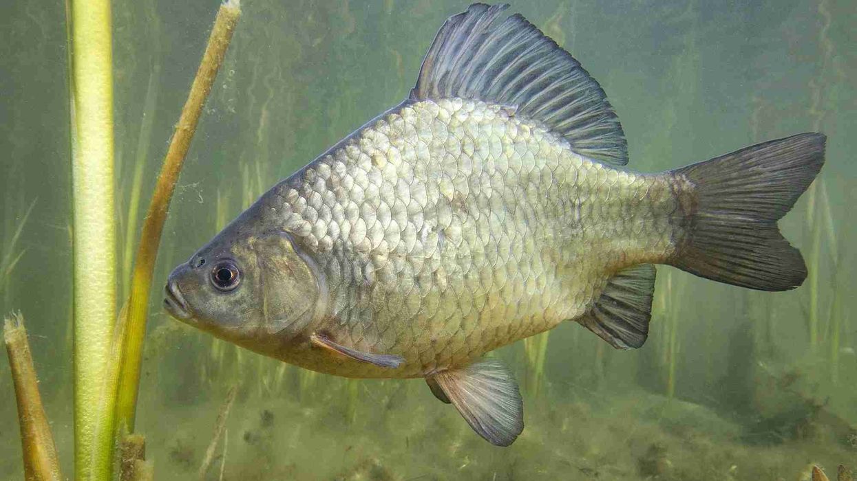 Crucian carp facts and info for kids are interesting!