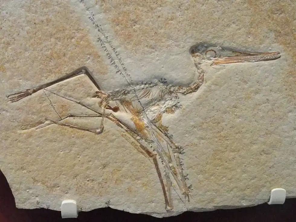 Ctenochasma facts tell us that the skull length varies among the four species of Ctenochasmas.