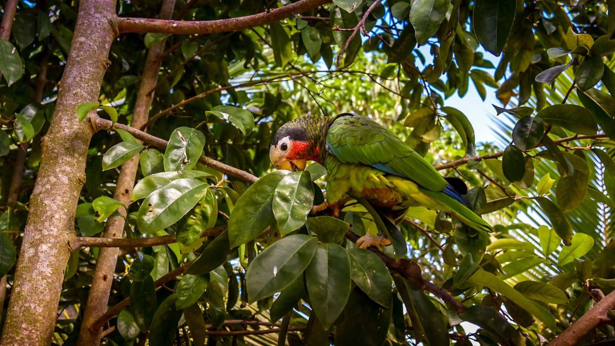 Cuban Amazon facts talk about the Cuban Amazon parrot as pets.
