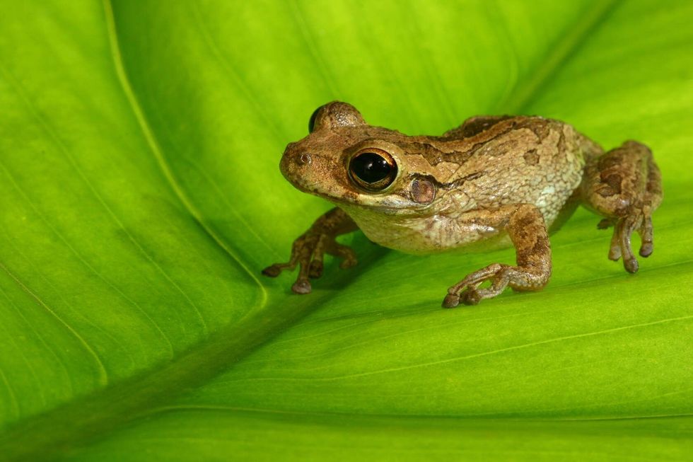Cuban Tree Frog on Back lit Leaf.