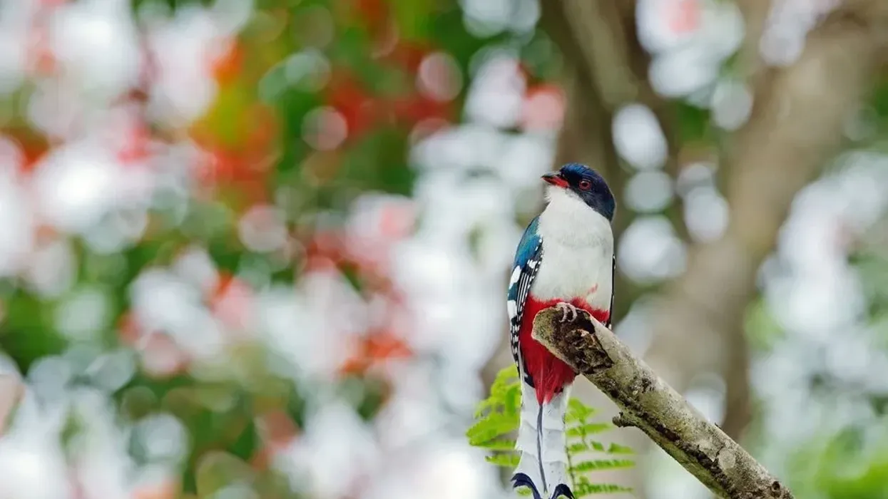Cuban trogon facts provide more information about these colorful birds.