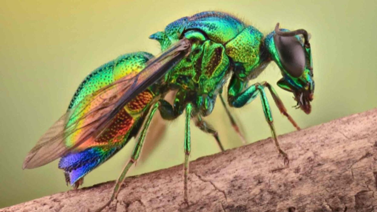 Cuckoo wasp facts about a parasitic killer with brilliant metallic colors created by structural coloration.
