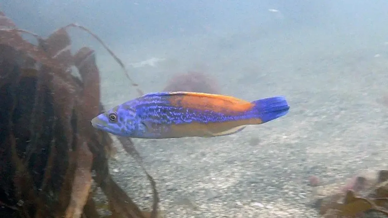 Cuckoo wrasse facts are educational.