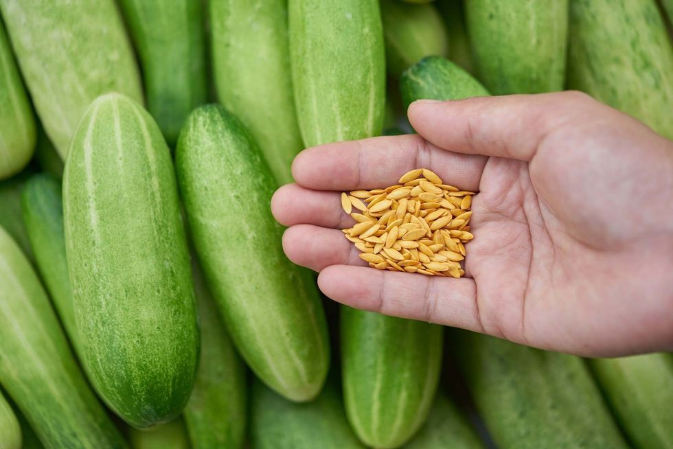 Cucumber seeds in hand.