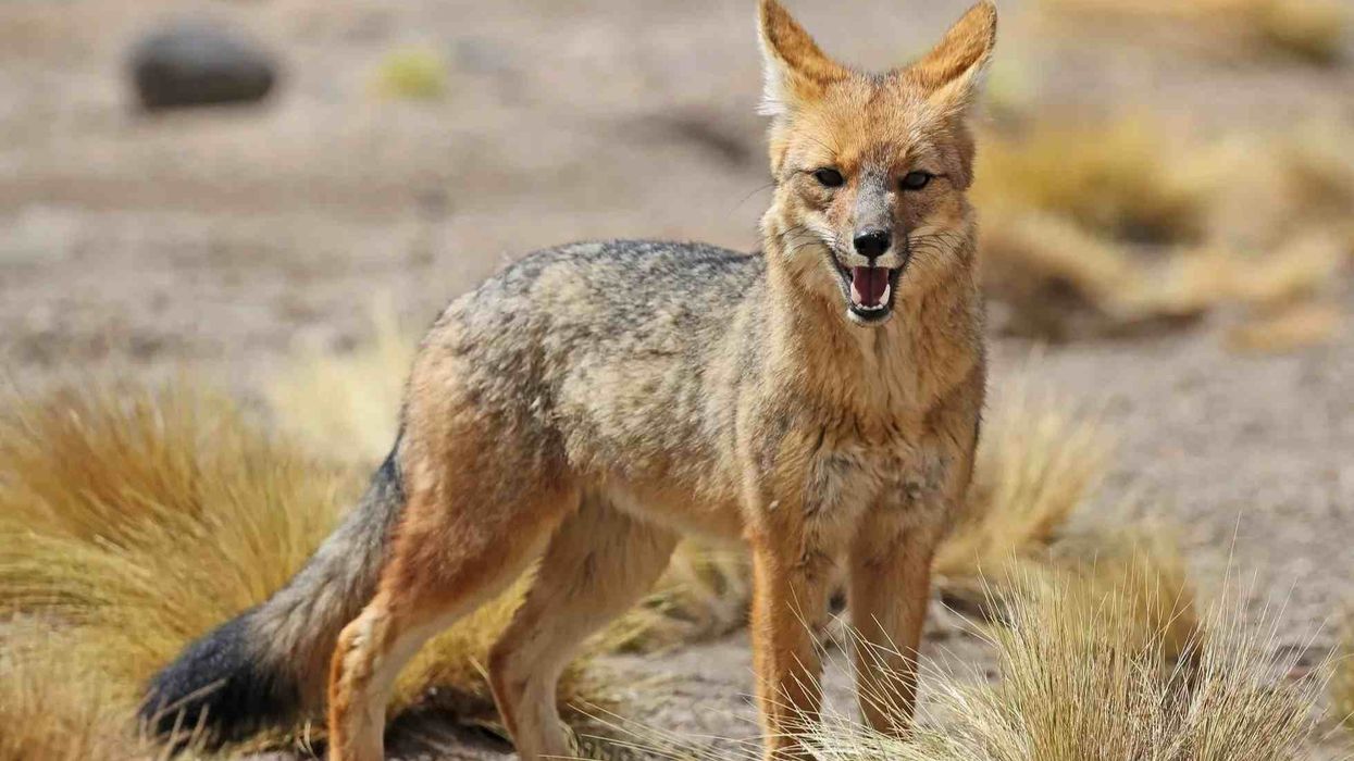 Culpeo facts about the predators of the Chilean desert, Magallanes culpeos, and the highlands of Peru