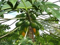 Cultivation techniques associated with papaya