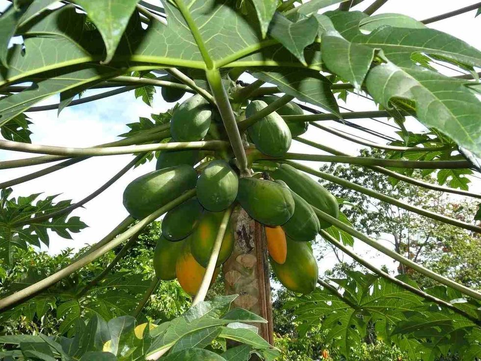 Cultivation techniques associated with papaya