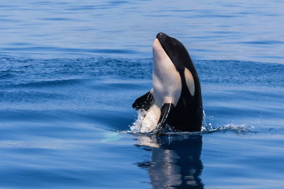 Curious baby orca jumping in the lagoon.