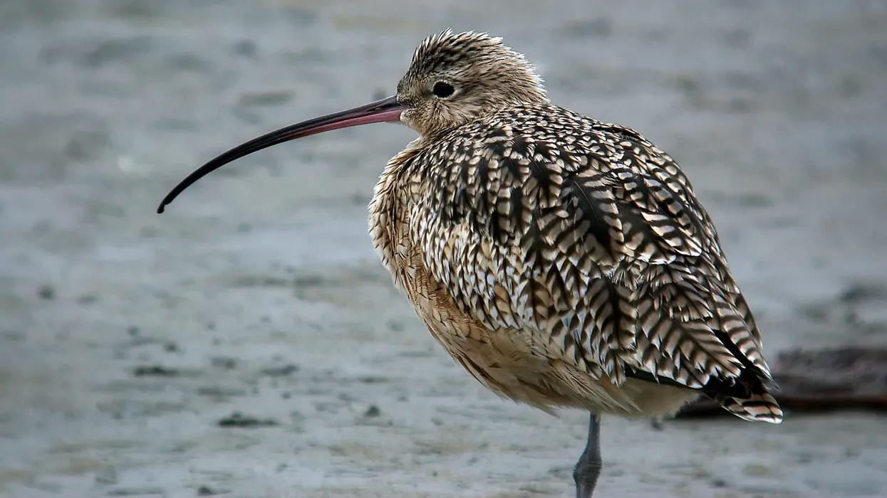 Curlew facts about the long-billed curlew shorebirds.
