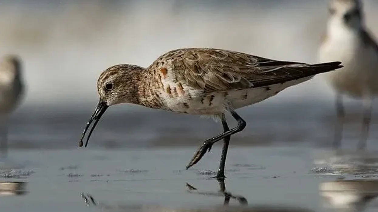 Curlew sandpiper facts about the medium-sized birds found in Africa, Asia, and Australia.