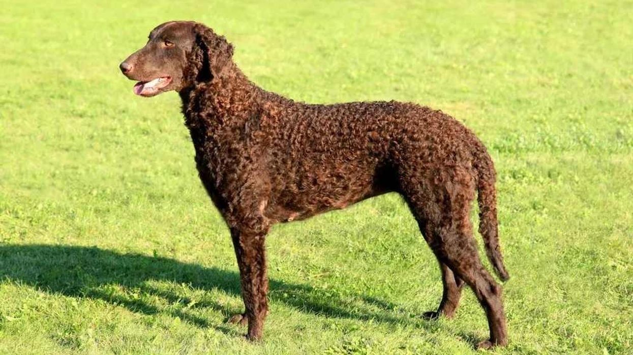 Curly-coated retriever facts are educational!