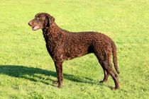 Curly-coated retriever facts are educational!