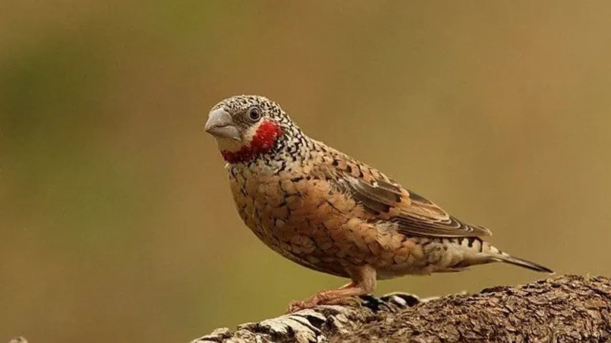 Cut-throat finch facts talk about how the male and female bird pair together during breeding.
