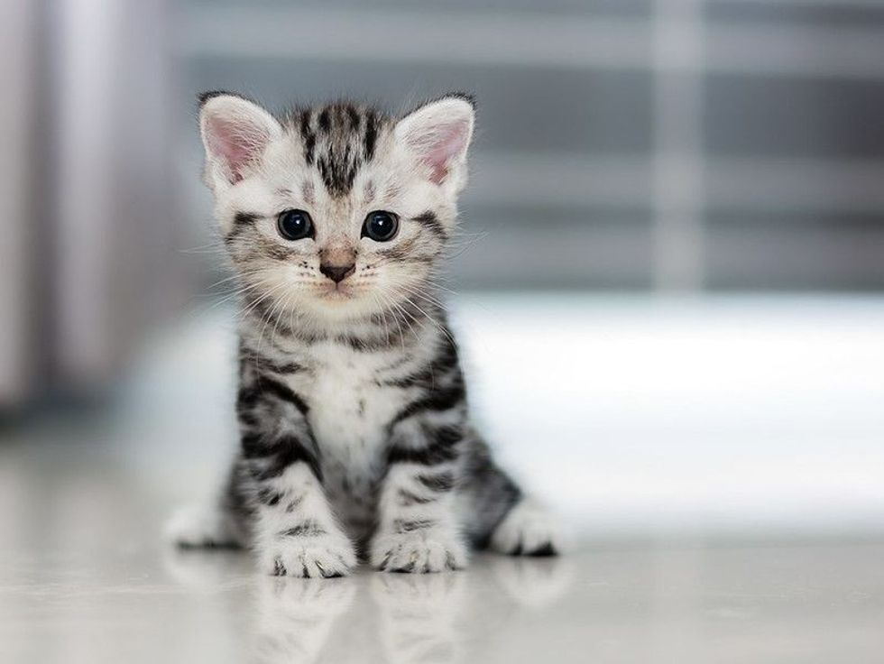 Cute American shorthair cat kitten.