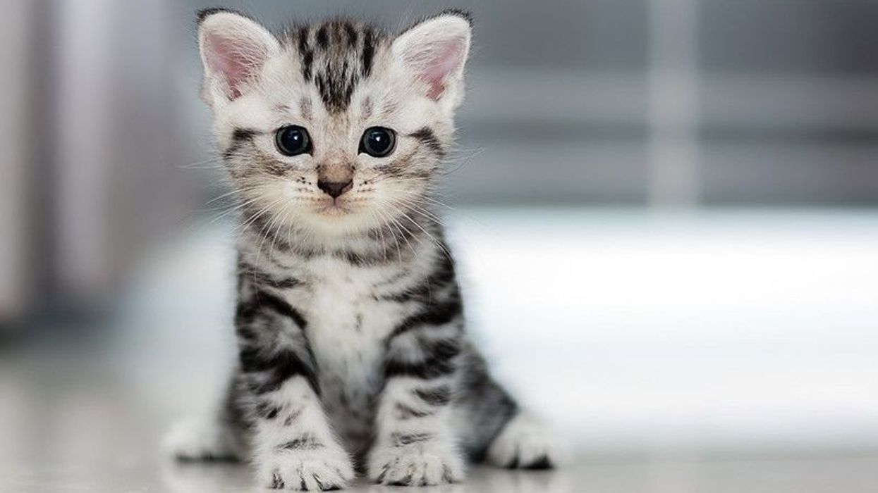 Cute American shorthair cat.