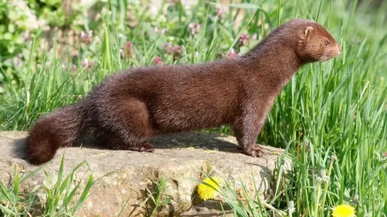 Cute and adorable American Mink facts about their brown fur and tawny brown coat