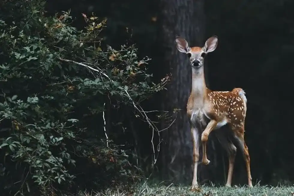 Cute and funny deer quotes and stag quotes can brighten your day.