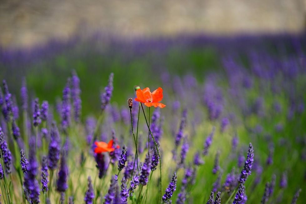 cute and unique french flower names 