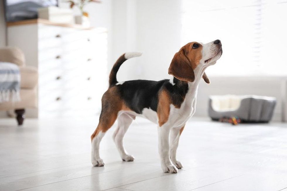 Cute Beagle puppy at home.