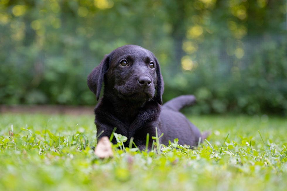 Cute black labrador puppy lying in green grass.