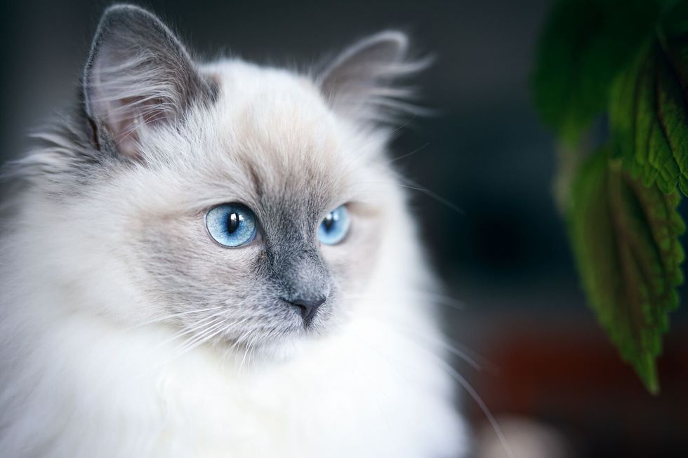 Cute blue mitted ragdoll cat with long fur and blue dominant eyes.