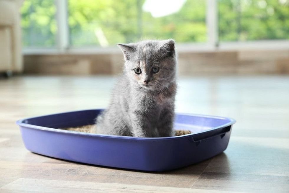 Cute British Shorthair kitten in litter box at home.