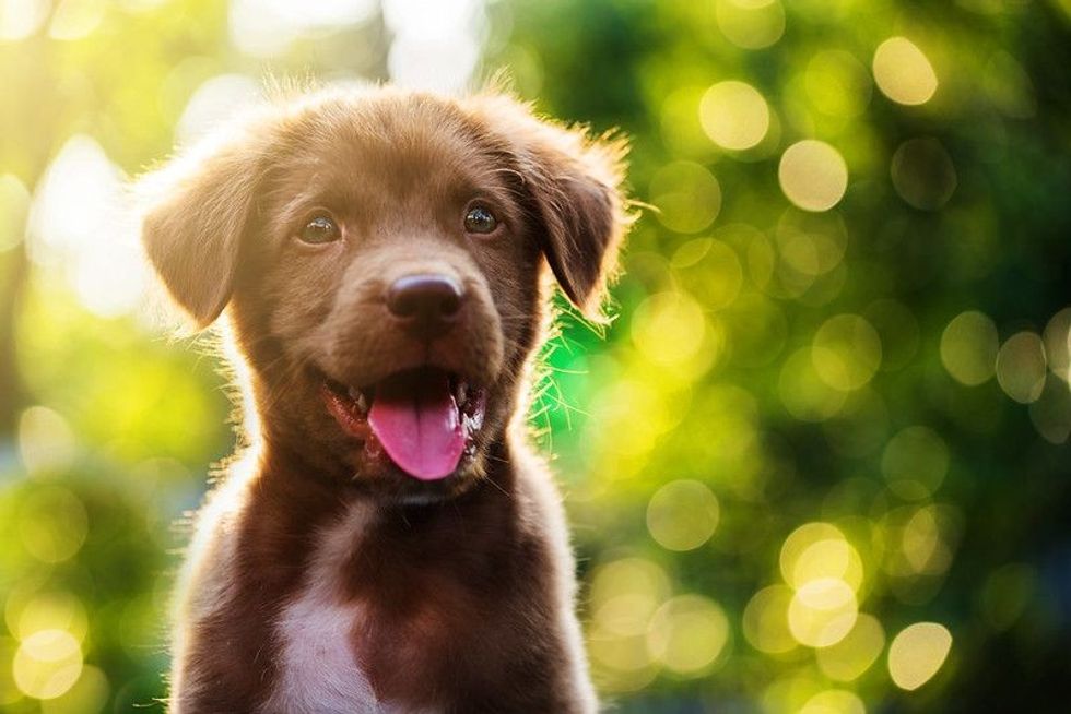 Cute Brown smile happy Labrador retriever puppy