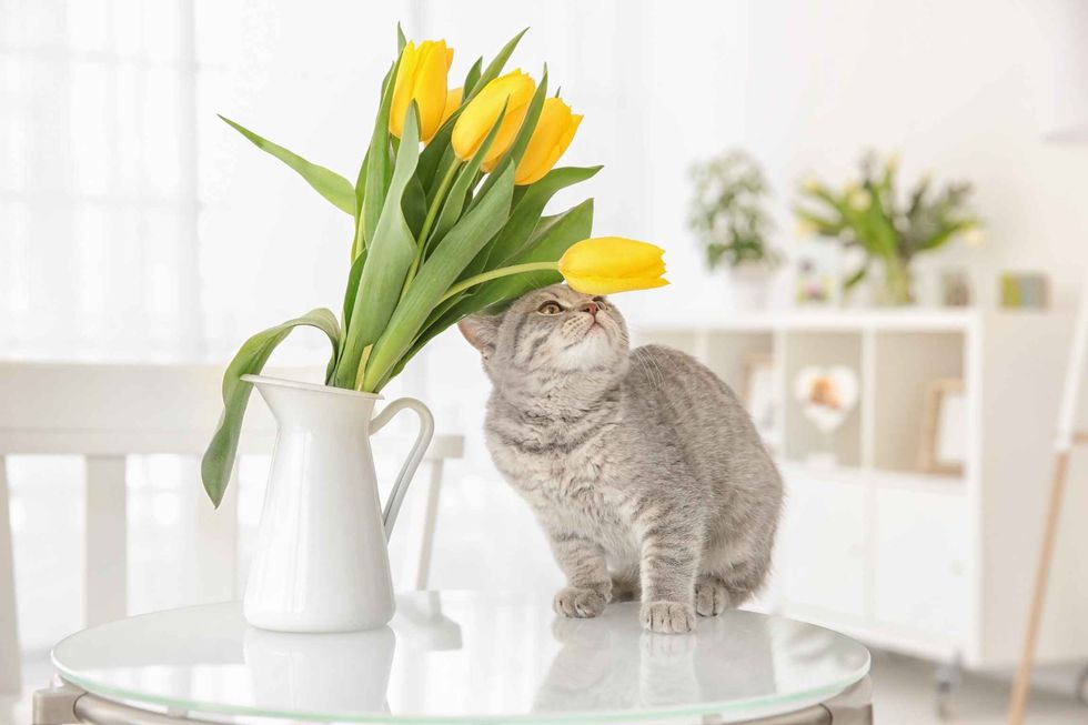 Cute cat smelling yellow tulips in a vase
