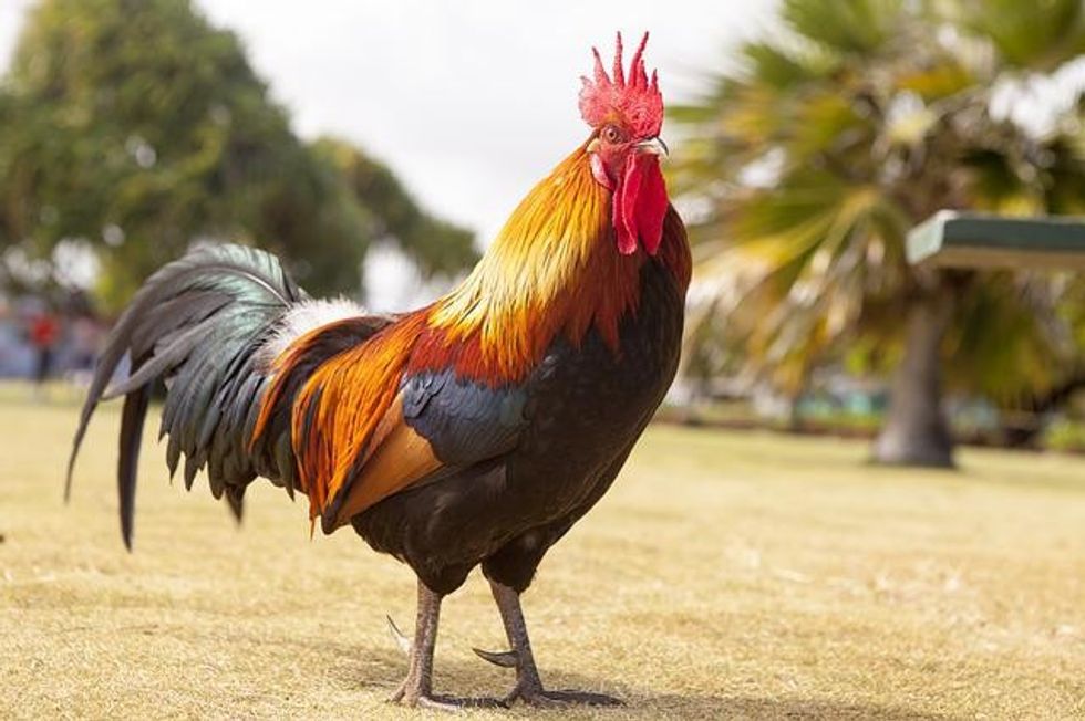 Cute chicken names for roosters are popular with family coop owners.