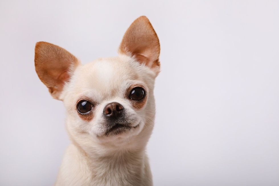 Cute chihuahua on a white background.