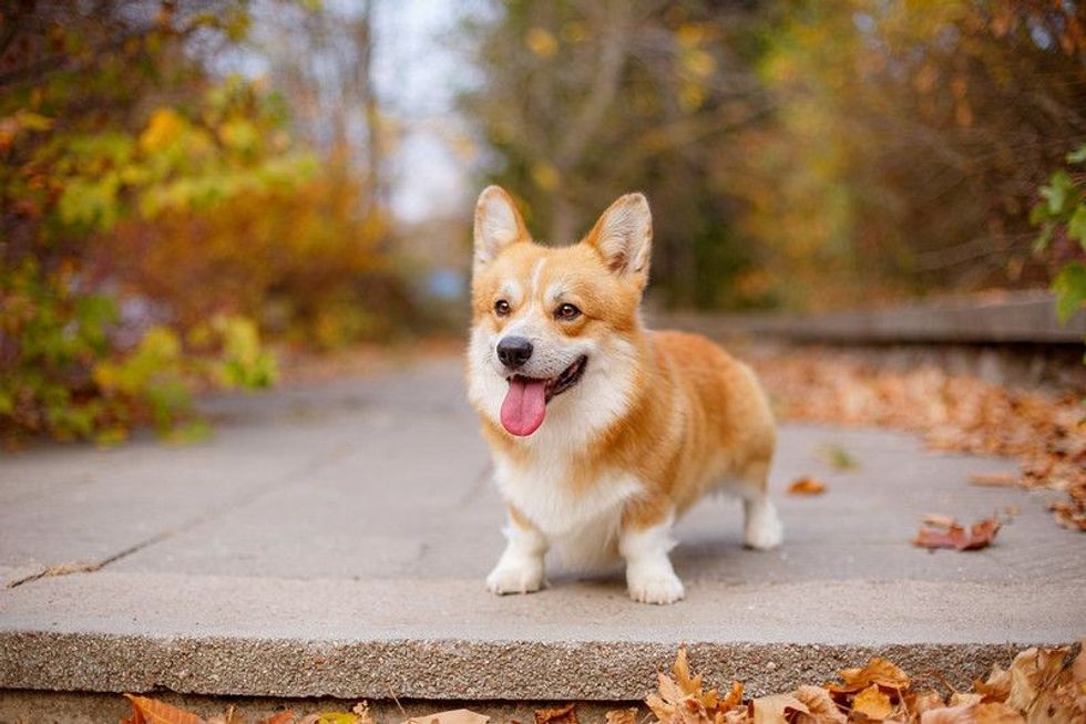 Cute corgi dog in outdoor.
