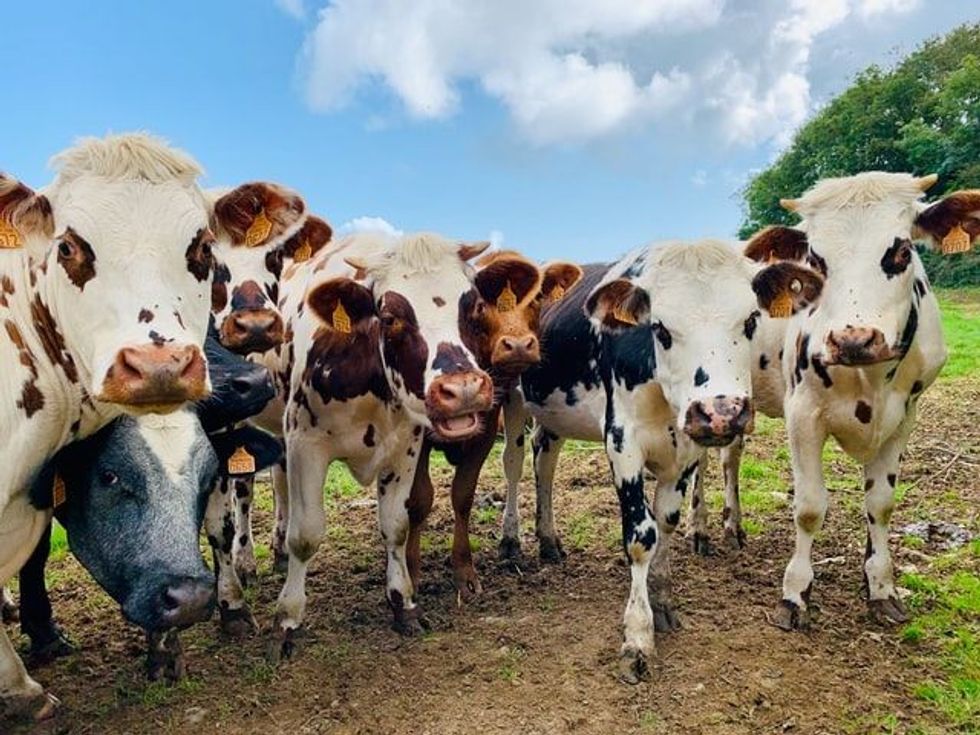 Cute cow names for black and white cows are popular as strong cow pet names.