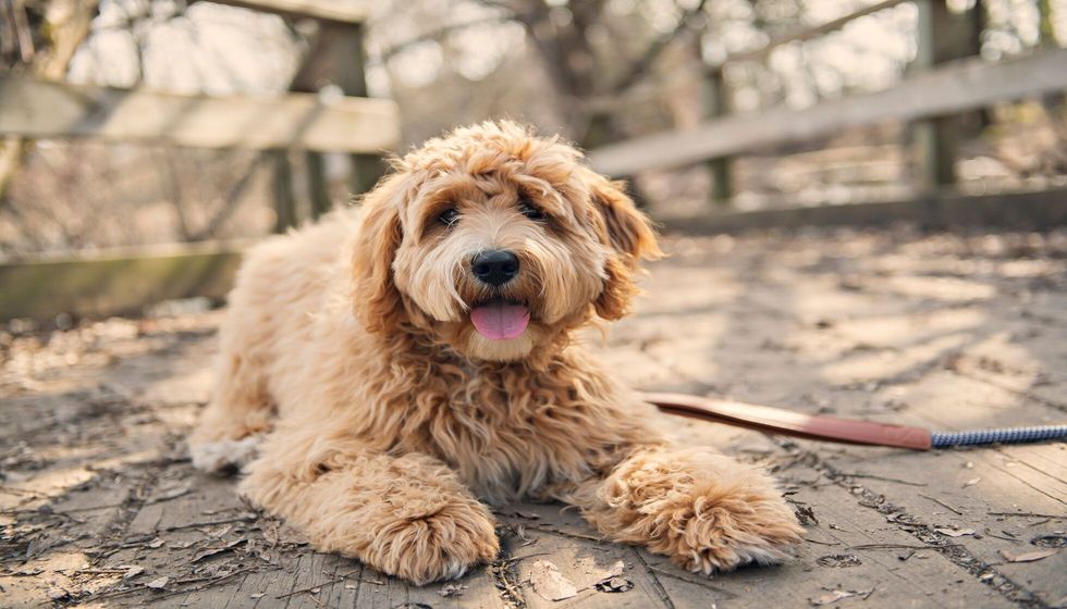 Cute dog out side in the park.