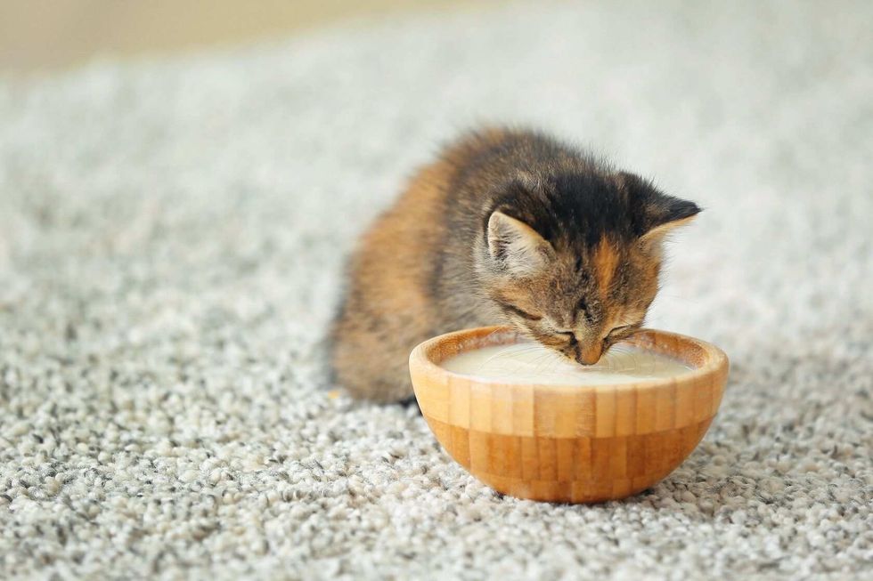 Cute funny kitten drinking milk at home