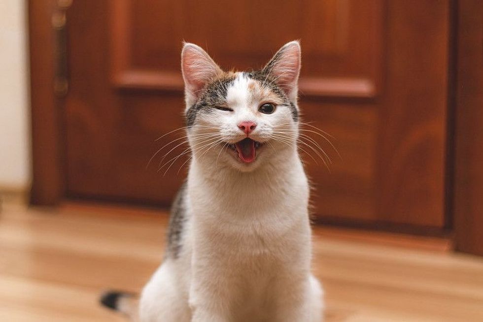 Cute funny kitten with open mouth