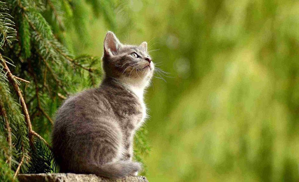 cute grey cat names for for your pet