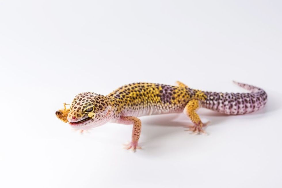 Cute leopard gecko eats cockroach on a white background