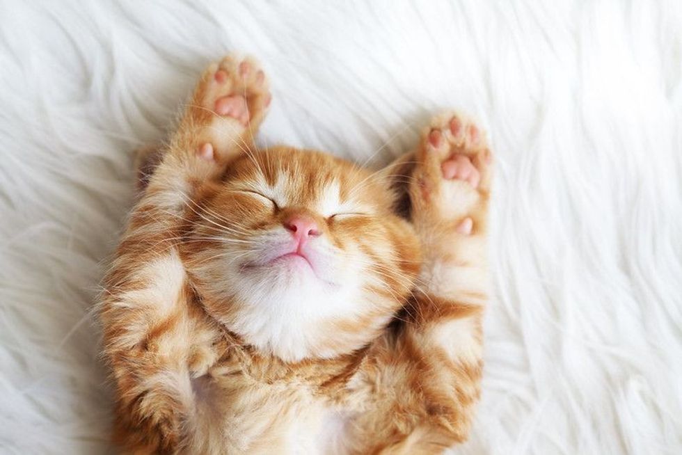 Cute little red kitten sleeping on fur white blanket