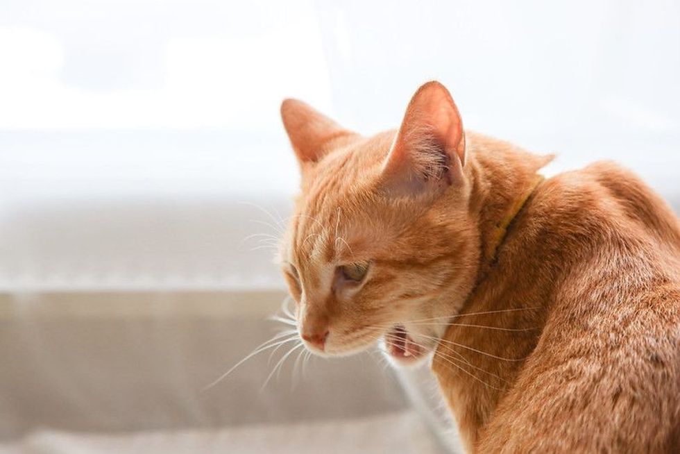 Cute orange cat howling