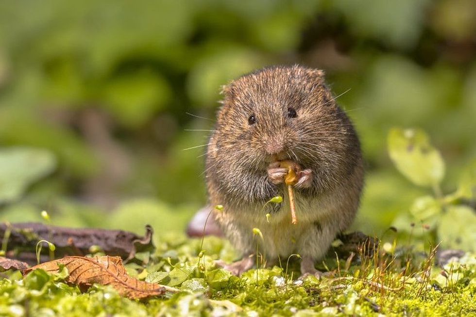 Cute picture of a mouse eating