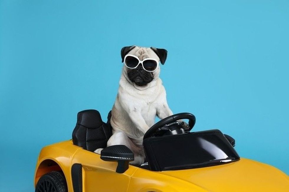 Cute Pug on car