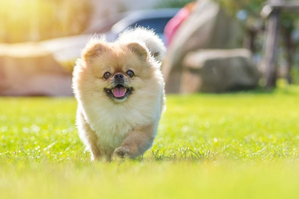 Cute puppies Pomeranian Mixed breed Pekingese dog.