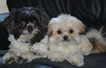 Cute puppies together