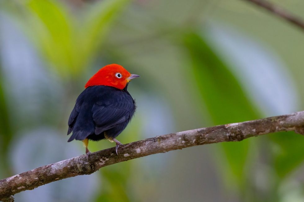 Cute red-capped manakin bird.