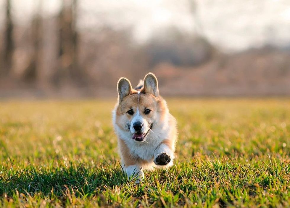 Cute red dog puppy Corgi runs merrily on green grass.