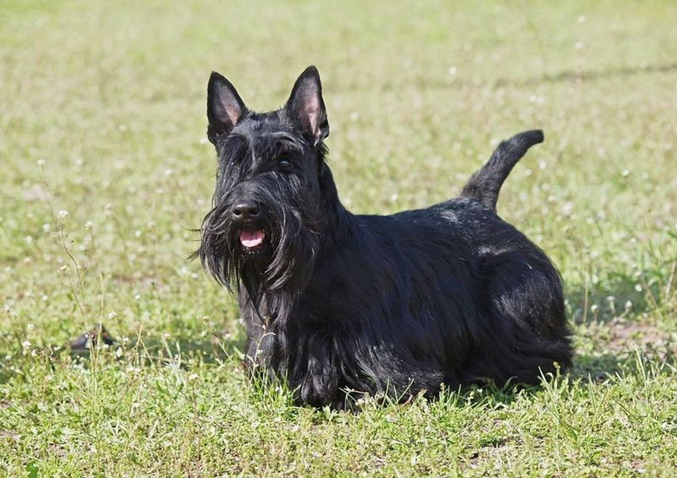 Cute Scottish dog in field 