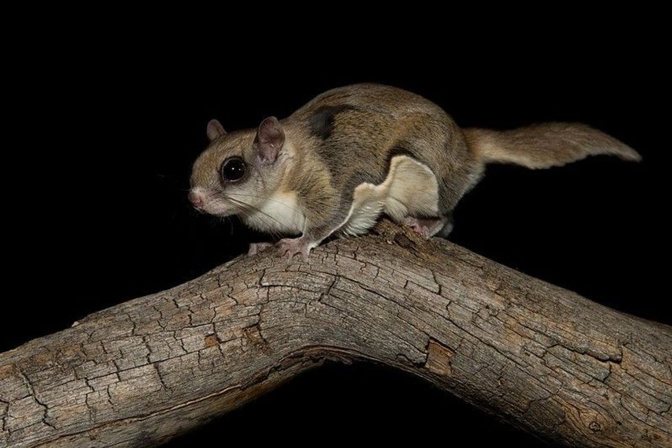 cute squirrel on branch