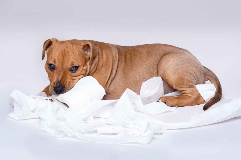Cute staffordshire terrier puppy and roll of toilet paper