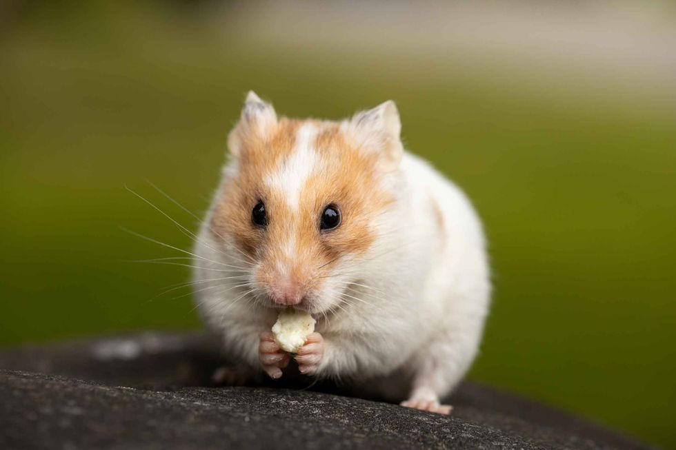 Cute teddy bear hamster outside eating