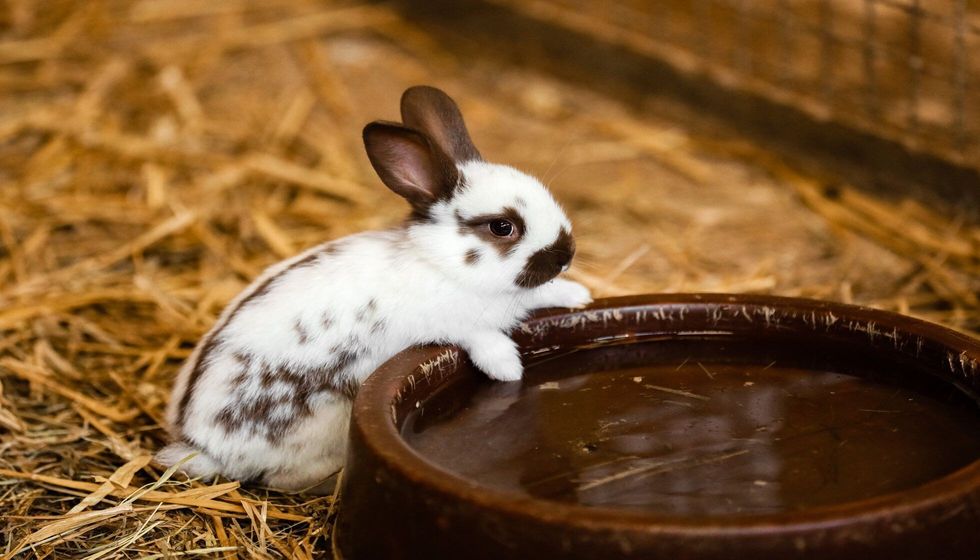 Cute white rabbit having water from the tray.